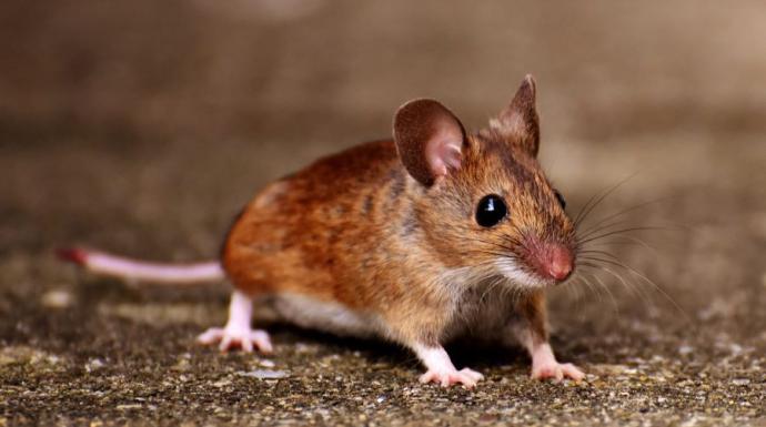 prevention-lutte-nuisibles